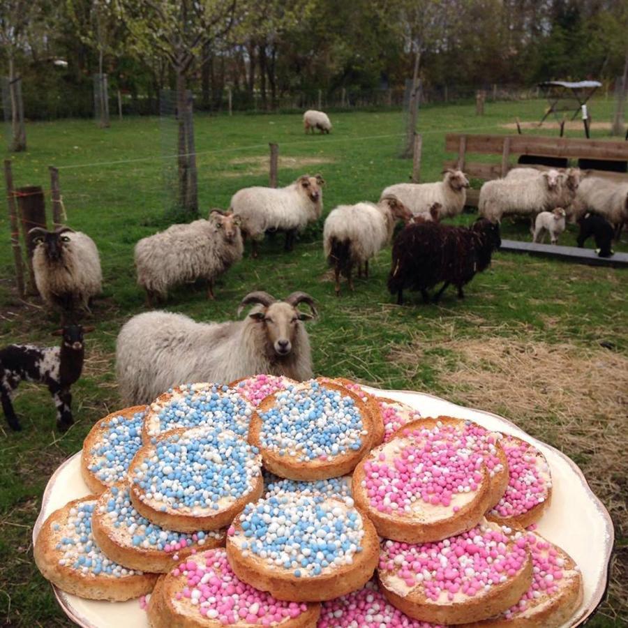 Onstwedde Boerderijkamer Korenbloem מראה חיצוני תמונה